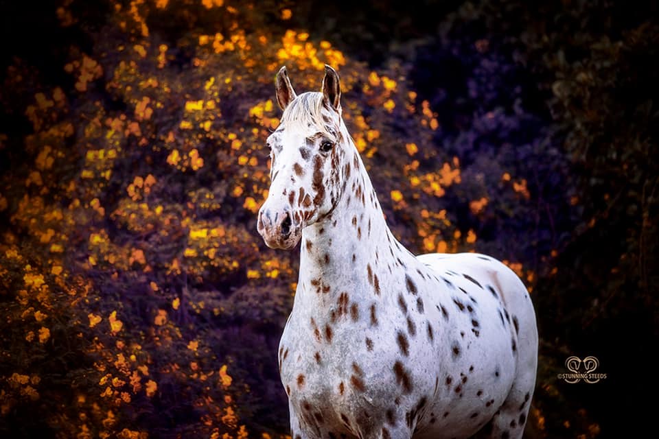 Confetti - Paso Fino x Appaloosa Cross